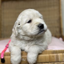 Miss Neon Pink - Light golden female Golden Retriever puppy in Tonasket, Washington from Denzil’s Goldens