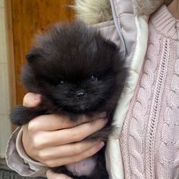 Onyx - Black male Pomeranian puppy in Citrus Heights, California from Yev and Marina's Pomeranians (AKC)
