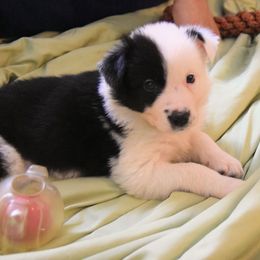 "Misty" Border Collie Puppies from Frozen Border Collies