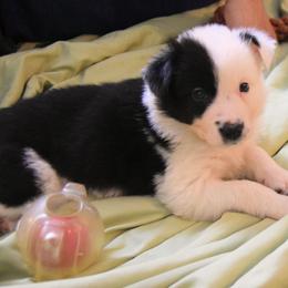 "Misty" Border Collie Puppies from Frozen Border Collies