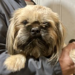 Dexter - Shih Tzu
