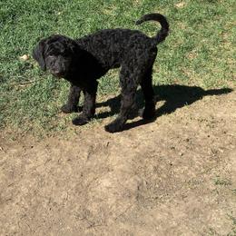 Lucy - Black female Poodle puppy in Severance, Colorado from Cox's Poodle Pups