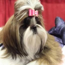 Shih Tzus from Devalon Shih Tzu Palm Beach