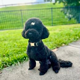 Cece - Goldendoodle