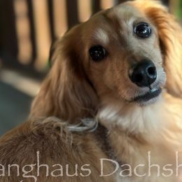Dachshunds from Langhaus Dachshunds