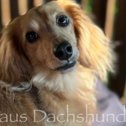 Dachshunds from Langhaus Dachshunds