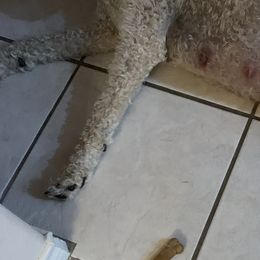 Goldendoodles and Labradoodles from Charlie’s Poodles & Doodles