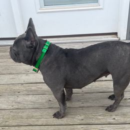 French Bulldog All Grown Up from Gibson Acres