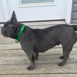 French Bulldog All Grown Up from Gibson Acres