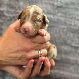 Apple - Red merle female Australian Shepherd puppy in Columbia Falls, Montana from Firefly Horse Co Wellness Retreat Center