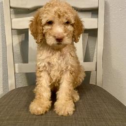 Girl 3 - Apricot female Goldendoodle puppy in Apple Valley, California from Daisy’s  Doodles11