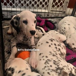 Bloom Lua Baer hearing tested - White and black female Dalmatian puppy in Arlington, Texas from Glasscock Dalmatians