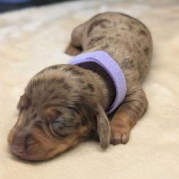 Hera - Dapple female Dachshund puppy in Waddell, Arizona from The Bearded Companions