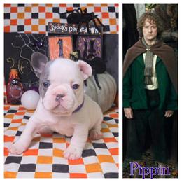 Pippin - Blue male French Bulldog puppy in Denver, Colorado from Mecham Family kennels -MechamFrenchies