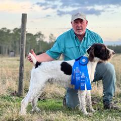 Rogan - German Wirehaired Pointer