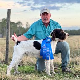 Rogan - German Wirehaired Pointer