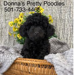 Ink - Black male Poodle puppy in Vilonia, Arkansas from Donna’s Pretty Poodles