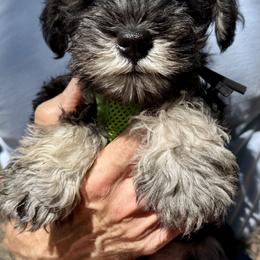 Miniature Schnauzers from Mark Milbrand