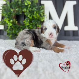 Goldendoodle Puppies from Maryland Designer Doodles