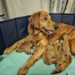 Golden Retriever Puppies from Piedmont Golden Retrievers