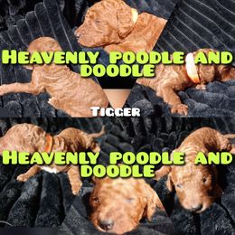 Tiger - Red  male Poodle puppy in Lancaster, California from Heavenly poodle and doodle