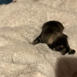 Boy4 - Salt and pepper male Miniature Schnauzer puppy in Osseo, Michigan from Kathy's Mini Schnazuers