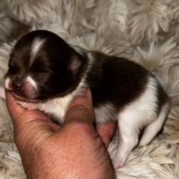 Sabrina - Chocolate parti female Pomeranian puppy in Wagner, South Dakota from Lisas Pomeranians