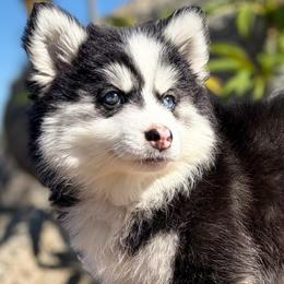 Eclipse - Black and white female Pomsky puppy in Homeland, California from Lara's Ranch Pomskies