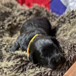Poodle and Whoodle Puppies from Kalin’s K9s