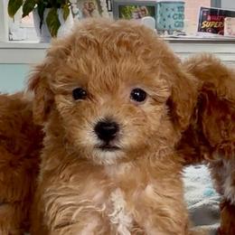 Blaze - Apricot female Goldendoodle puppy in Pensacola, Florida from Goldendoodles Love You in Pensacola Friend Edition