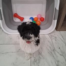 Lilly - Parti female Poodle puppy in Puyallup, Washington from Pure Parti Poodles