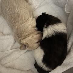 Mi-Ki Puppies from Phantastic Mi-kis