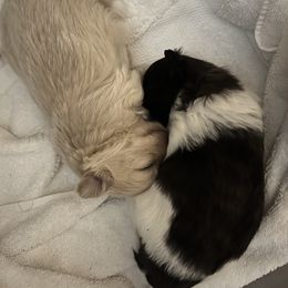 Mi-Ki Puppies from Phantastic Mi-kis