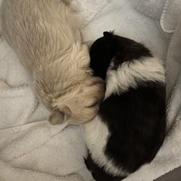 Mi-Ki Puppies from Phantastic Mi-kis