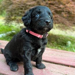 Sangria - Black and white female Aussiedoodle puppy in Mulino, Oregon from Korbella Farm