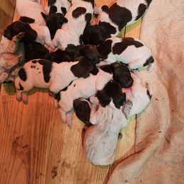 Boy 7 - Liver roan German Shorthaired Pointer puppy in Henderson, Texas from C4 Gun Dogs