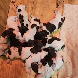 Boy 7 - Liver roan German Shorthaired Pointer puppy in Henderson, Texas from C4 Gun Dogs