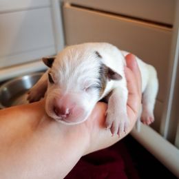 Brisby (ASDR) - Red speckled male Australian Cattle Dog puppy in Marana, Arizona from Impact 3rd Australian Cattle Dogs
