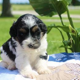 Gertrude - Tri-color female Bernedoodle puppy in Lowry City, Missouri from Cooper Creek Puppies