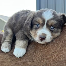 Ruth - Red tri female Miniature Australian Shepherd puppy in Godley, Texas from Nana and Paws Aussies