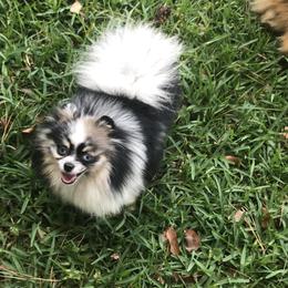 Sky - Pomeranian