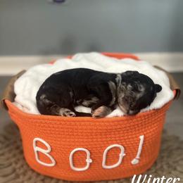 Winter - Merle female Goldendoodle puppy in Siesta Key, Florida from Siesta Key Doodles