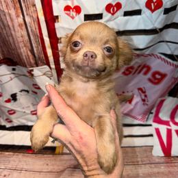 Soren - Chocolate blue male Chihuahua puppy in Palmyra, Indiana from Country Star Chihuahuas