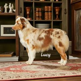 Lucy - Miniature American Shepherd