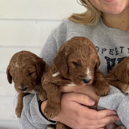 Poodles from Petersen Poodles