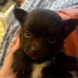 Hershey - Chocolate and white male Chihuahua puppy in Bellmore, New York from Alyce’s Angels