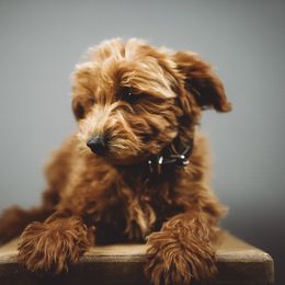 Gabriel - Apricot male Schnoodle puppy in Caldwell, Idaho from Boise Doodle Co.