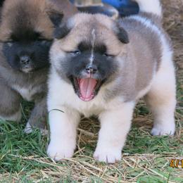 Akita Puppies from Audacious Akitas