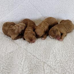 Girl 2 - Apricot female Australian Labradoodle puppy in Harrisonburg, Virginia from Crown Doodles