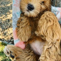 Goldendoodle Puppies from Millie Billie Doodles
